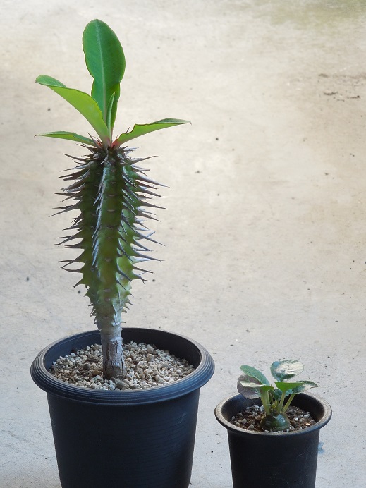 ヴィグイエリ7-6ｰ4