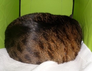 P1130703-ass.jpg