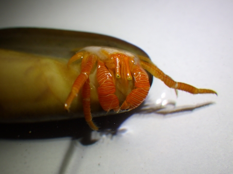 フチドリワモンヤドカリ19　Ciliopagurus shebae