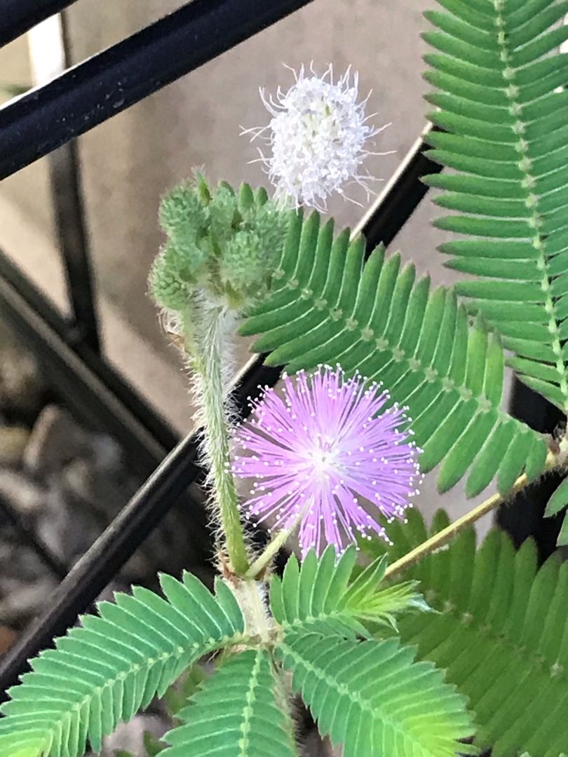 おじぎ草の花が咲いた りんすいのブログ 楽天ブログ