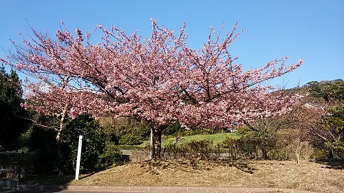 早咲き桜3