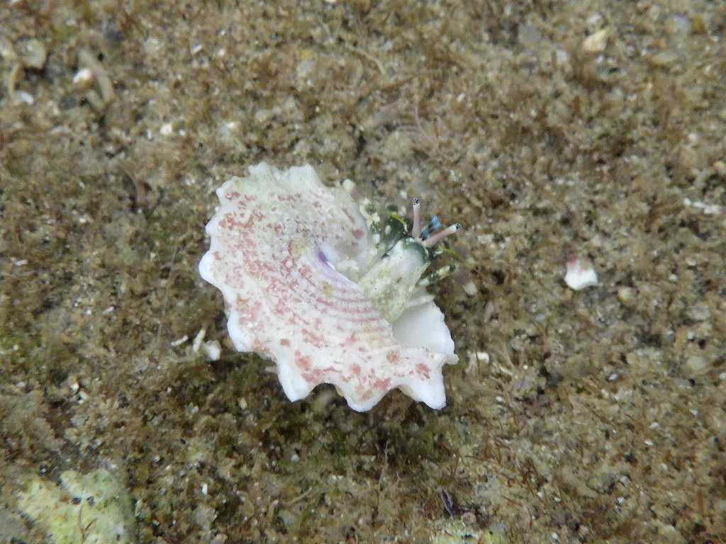 串本磯採集2023年6月上旬41　ツマジロサンゴヤドカリ（Calcinus latens）