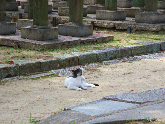 にゃん