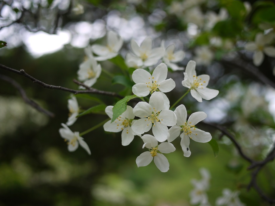 小梨の花.JPG