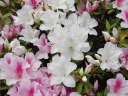 IMGP0395.jpg