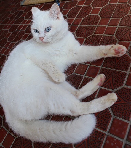 ナナちゃん (3).JPG