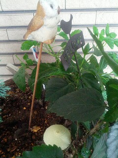 寄せ植え.jpg