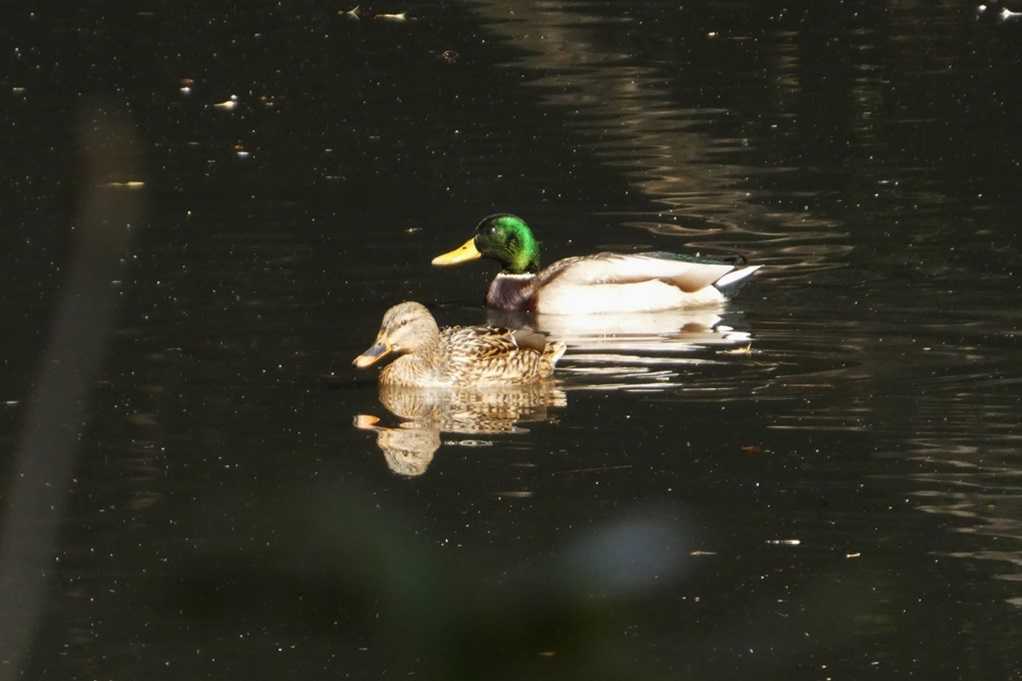 515