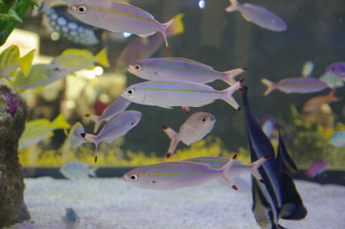 沖縄美ら海水族館