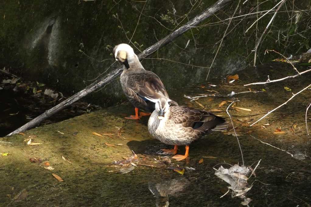 515