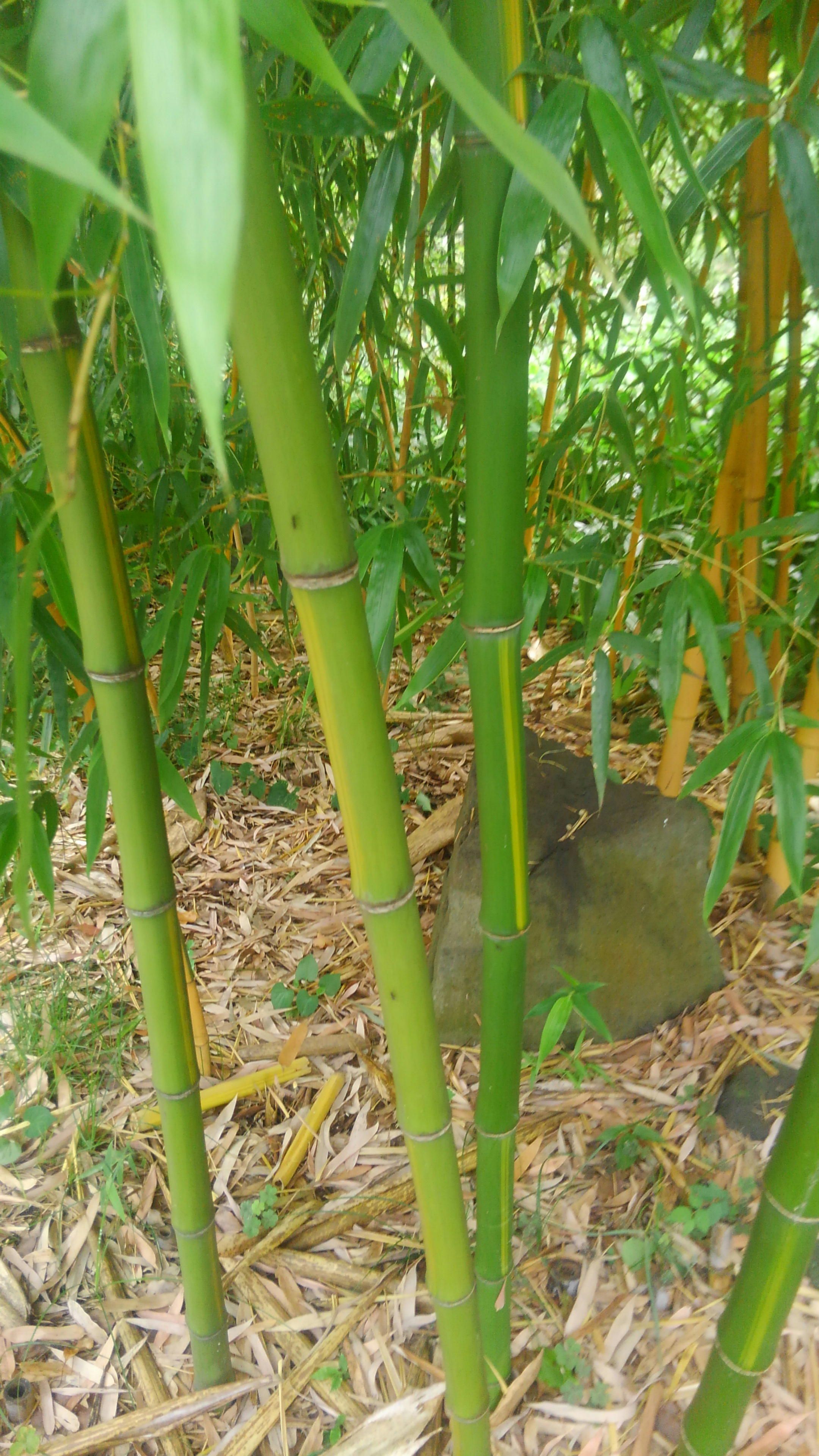 葉月と竹春 8月の異名です 60ばーばの手習い帳 楽天ブログ