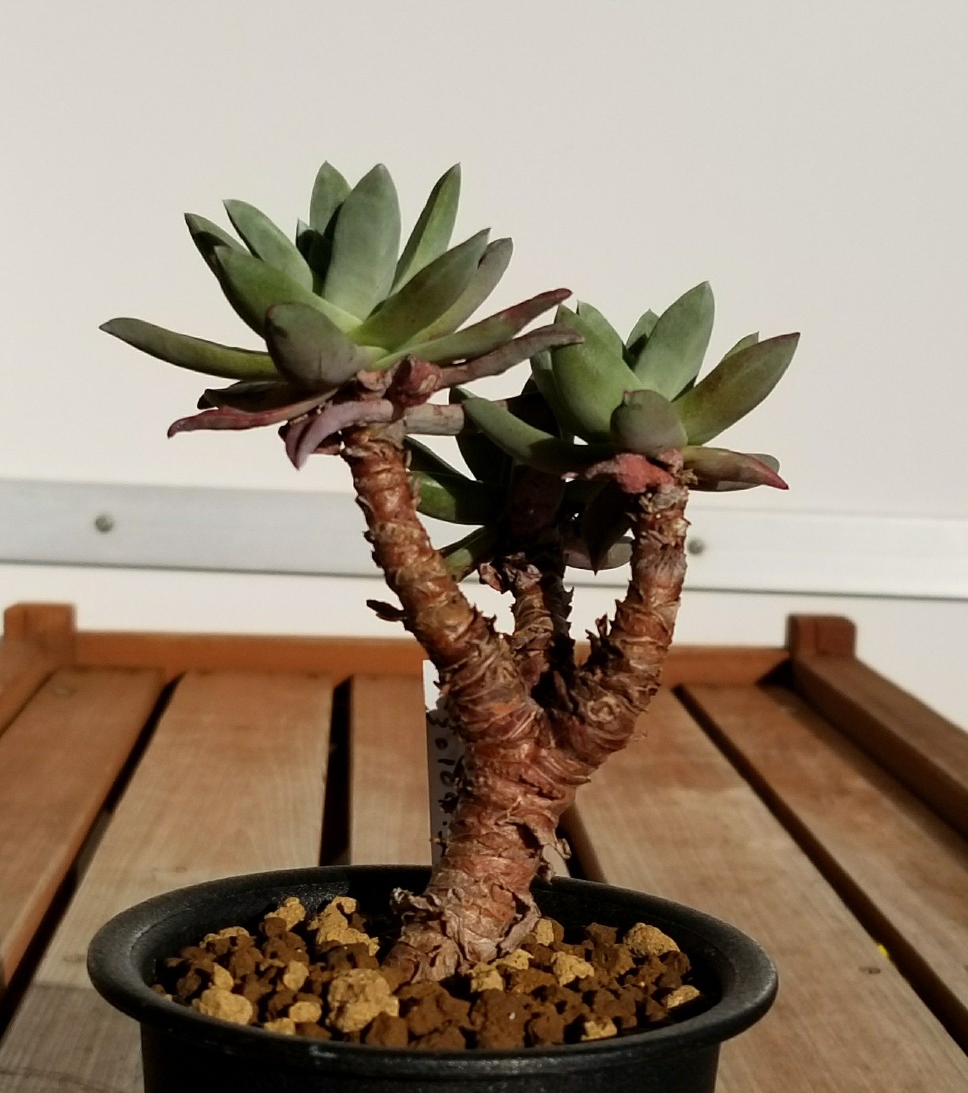 36ページ目の記事一覧 デルオの多肉日記 楽天ブログ