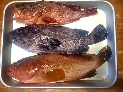 根魚3種.jpg