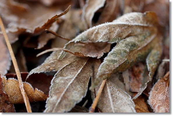 大野湊緑地公園-9 15.1.21