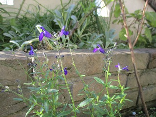 IMG_2667ss.jpg
