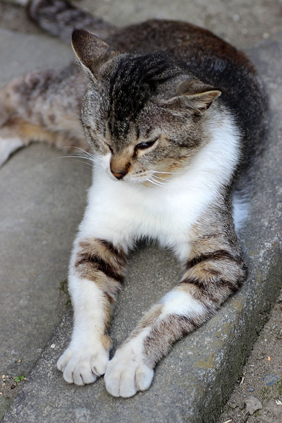 我が家のニャンコ♪2014/05/12-3