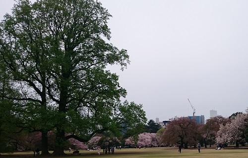 桜が小さく従えて大樹.JPG