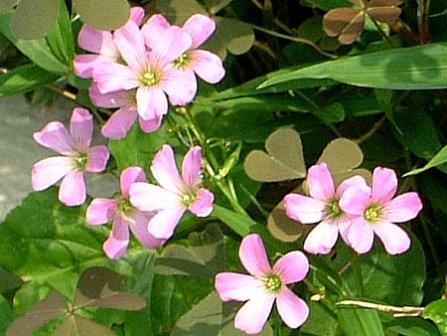 P1140861（ムラサキカタバミ開花Web).jpg