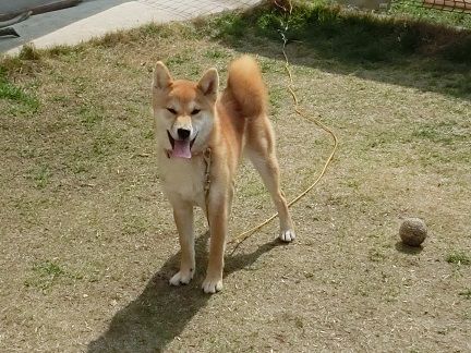 開花目前 トラおじさんとの再会 柴楽日記 楽天ブログ