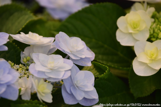 ということで紫陽花を撮ってきました その6 | 今日の予定 - 楽天ブログ