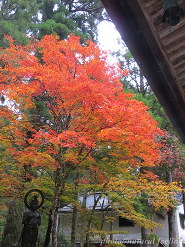 2高野山　紅葉3.JPG