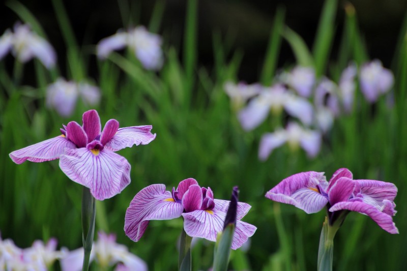 菖蒲園_002.jpg