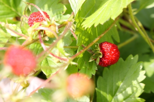 20160515002.JPG