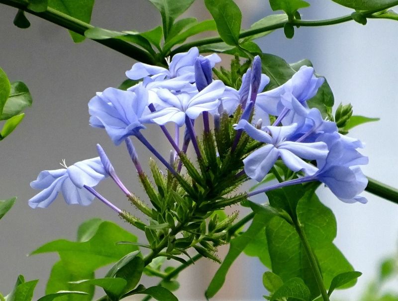 6月26日 今日の一花 その３ ルリマツリ 瑠璃茉莉 Gazengamaのブログ 散歩中に出合った花と趣味の陶芸作品 楽天ブログ