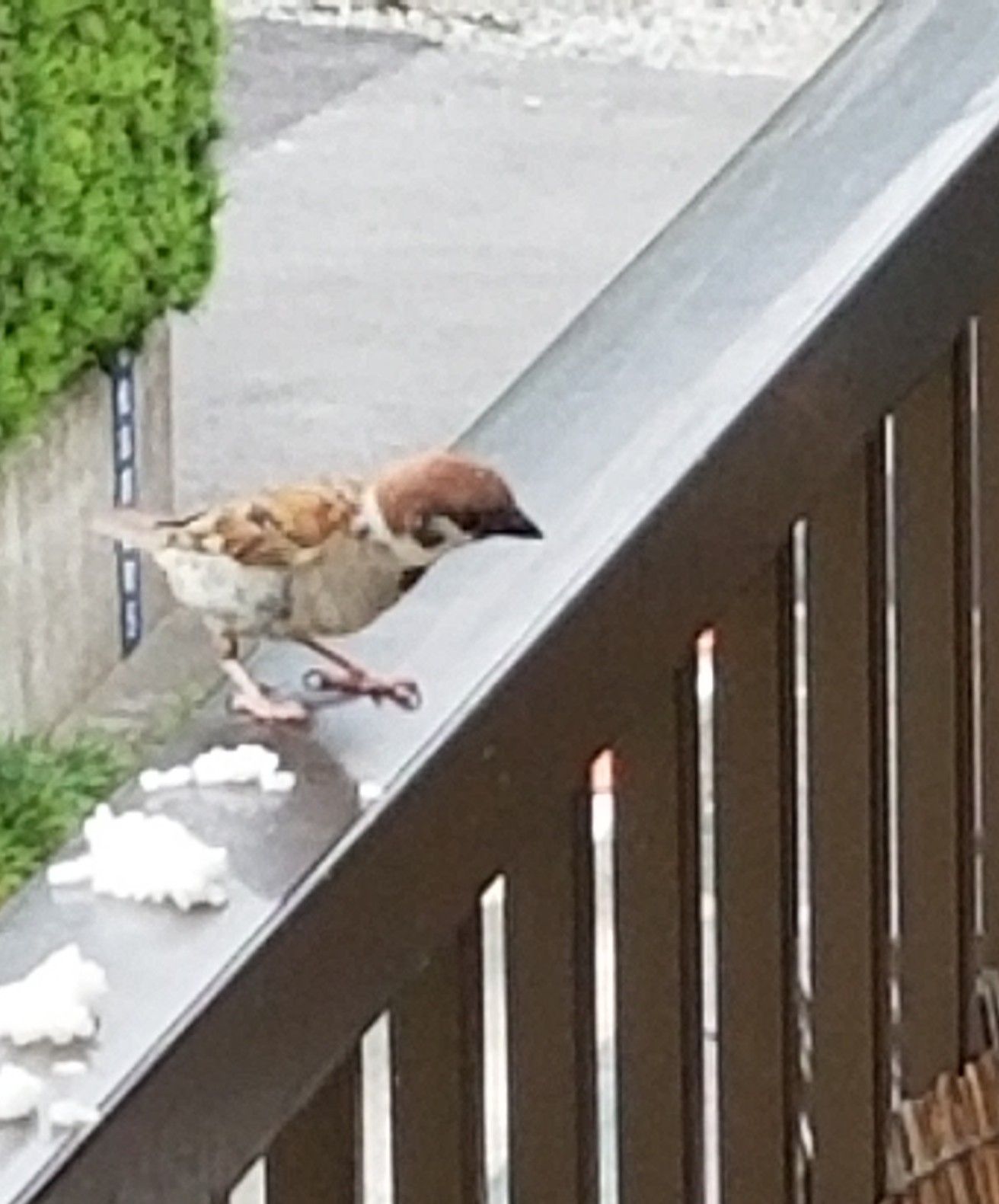 すずめと遊ぶ 万年 山猫だより 楽天ブログ