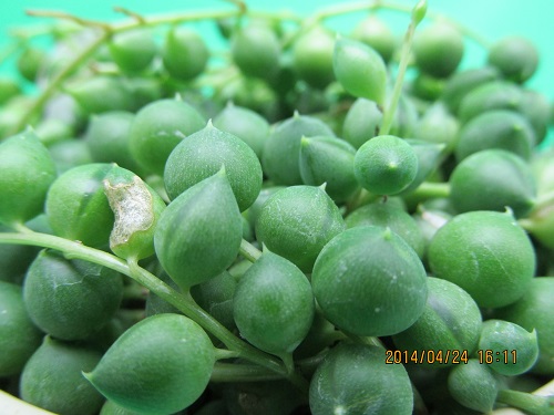 グリーンネックレス 多肉植物 観葉植物