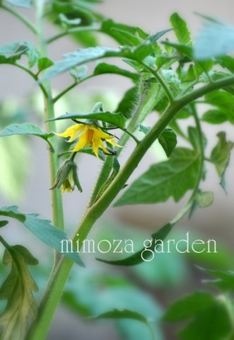 トマトのお花