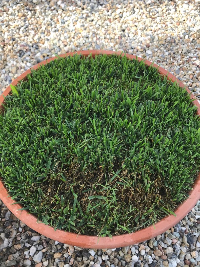 天然芝育成51日目 天然芝研究所 楽天ブログ