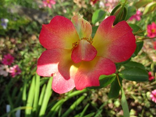 IMG_1450ss.jpg