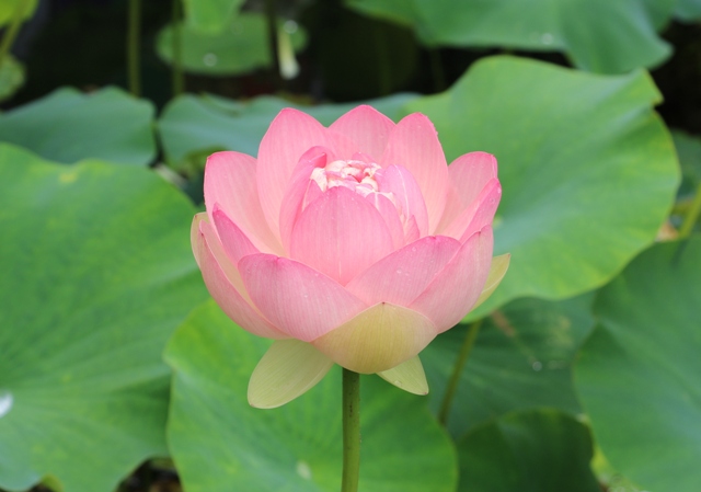 GX0A9501.jpg 蓮.jpg