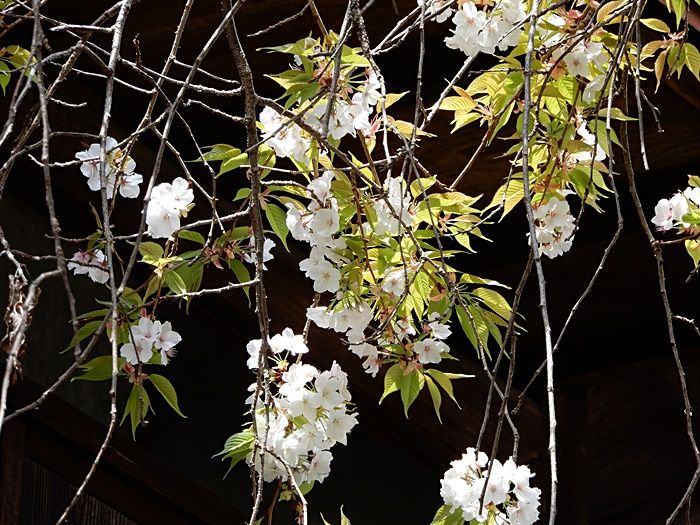 枝垂れ山桜22