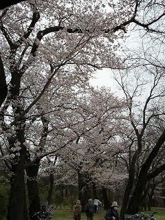 武蔵野公園桜.jpg