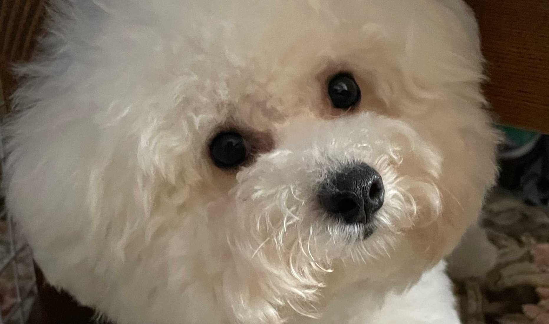 DOGとのHAPPY★LIFE