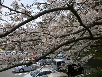 浜松城の桜