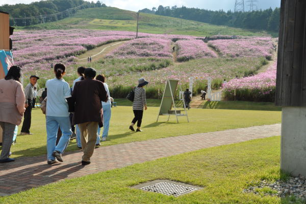 夢の平　秋桜