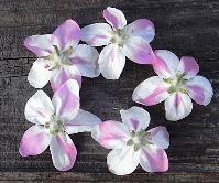 りんごの花は品種によって違う？ | おかしな寄り道 - 楽天ブログ
