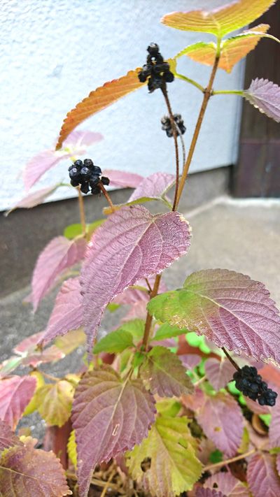 黒い実をつける植物の名は 小春日和の朝 楽天ブログ