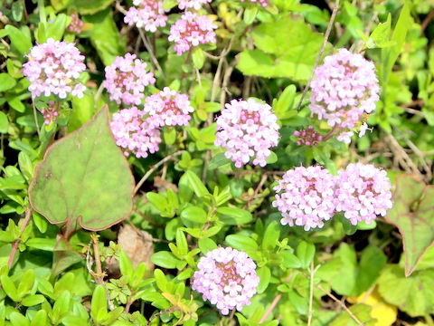 名前不明の花