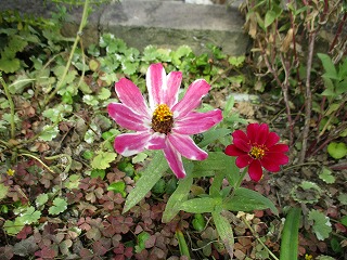 IMG_0465ss.jpg