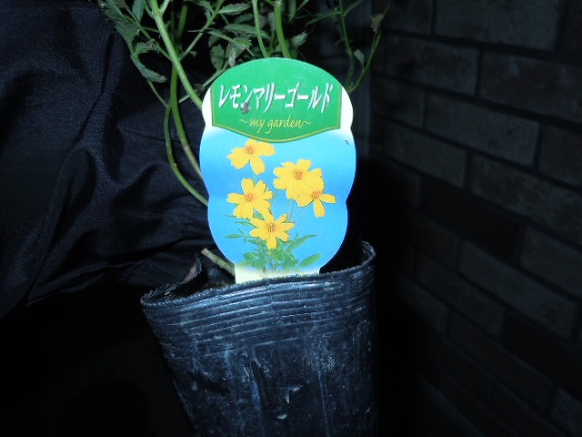 DSCN4231.jpg