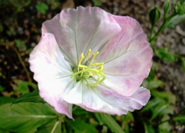 昼咲き月見草の花 花と蕎麦とリハビリと 楽天ブログ