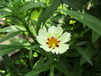 IMG_3229ss.jpg