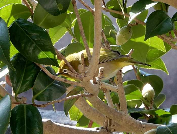 メジロとツバキ5