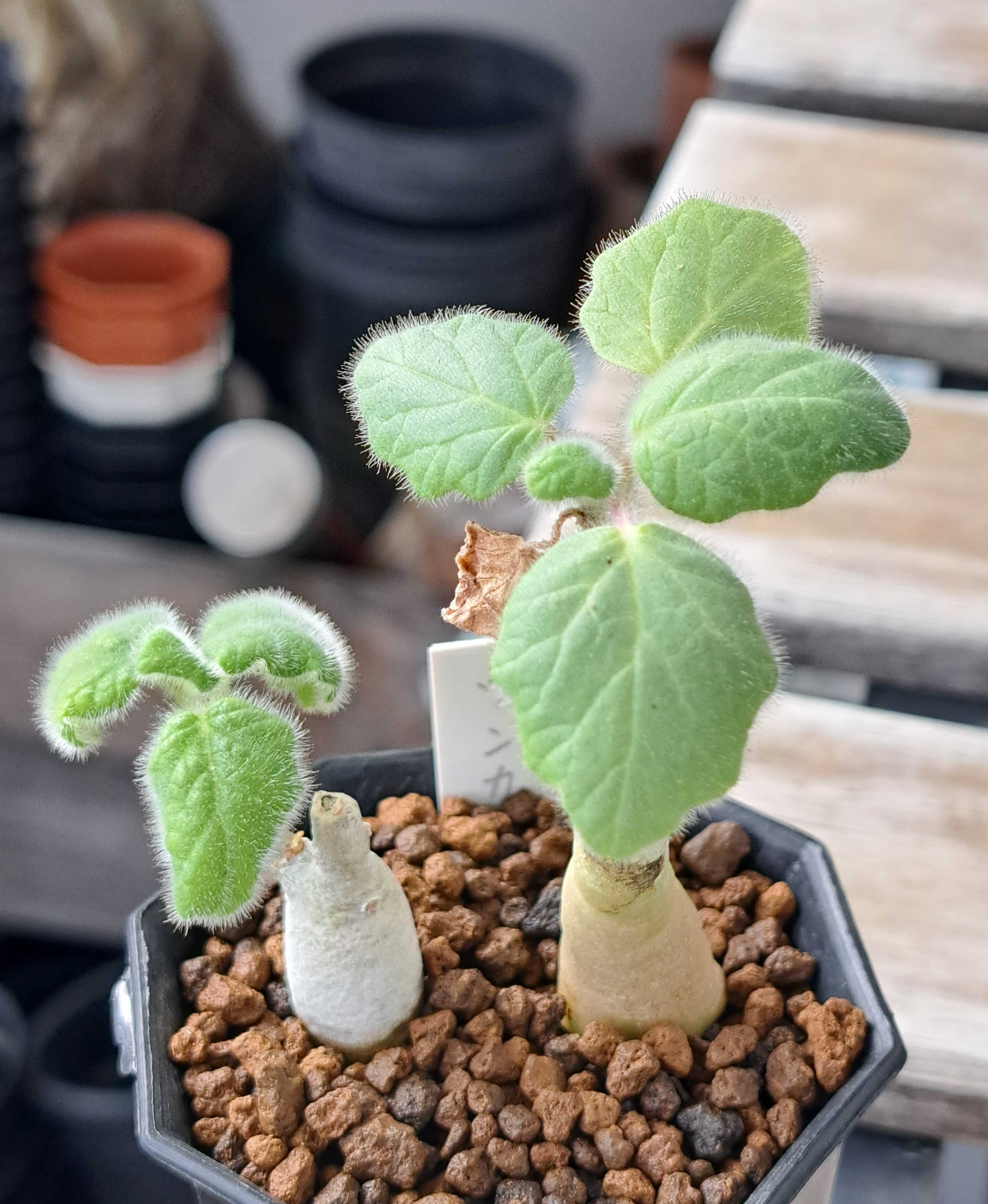 ウンカリーナは水を欲する | デルオの多肉日記 - 楽天ブログ