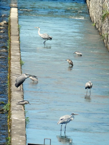 鷺・カワウ他　7.25　2015