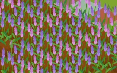 lavender-no-hatake